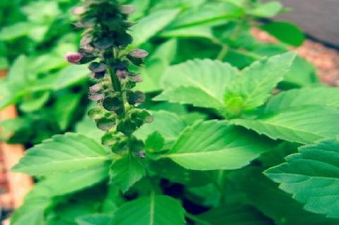 O. Tenuiflorum (Holy basil)