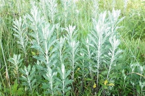 Artemisia absinthium L