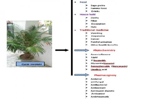 Graphical Abstract