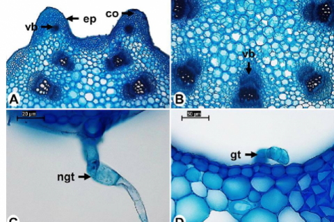 Cross-Sections of the Petiole of Luffa cylindrica