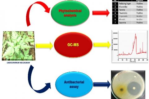 Graphical Abstract