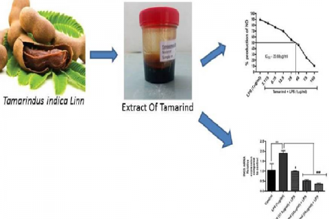 Graphical Abstract