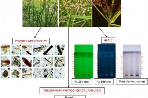 A Review on Genus Saurauia: Chemical Compounds and their Biological Activity