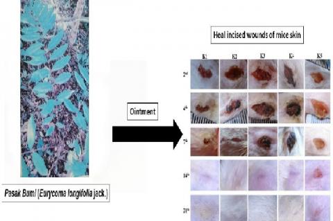 Graphical Abstract