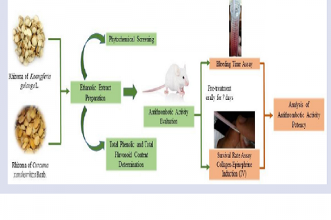 GRAPHICAL ABSTRACT