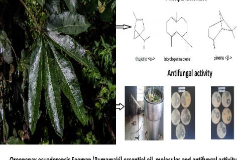 Graphical Abstract