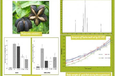 Graphical Abstract