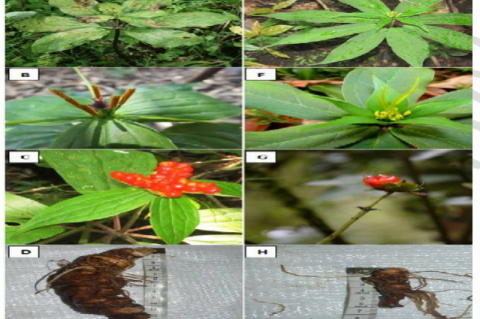 Morphological features of Paris polyphylla from Uttray-PPU (A, B, C and D depicting the plant, flower, fruit and rhizome respectively) and Paris polyphylla from Tholung-PPT (E, F, G and H depicting the plant, flower, fruit and rhizome respectively)