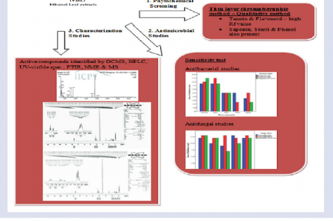 GRAPHICAL ABSTRACT