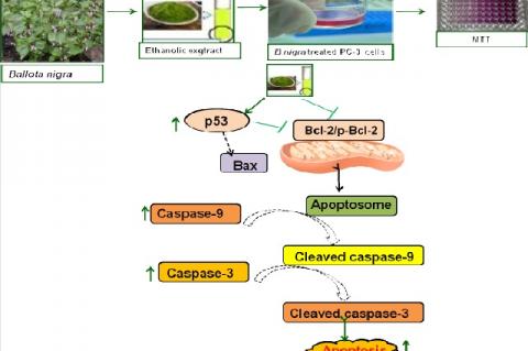 Graphical Abstract