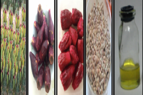 The Different plant tissue tested in the current study