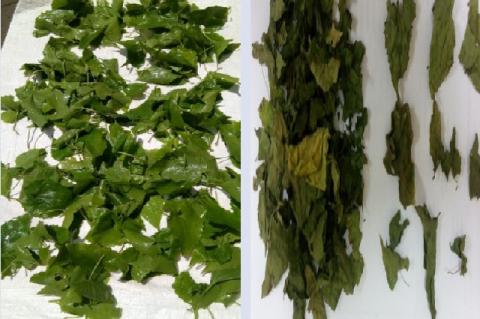 Mikania micrantha leaves. A: Fresh leaves. B: Simplicia leaves