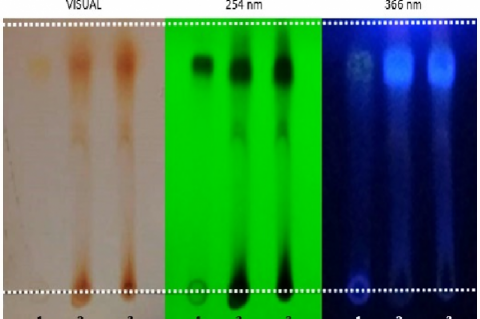 Apigenin bind on silica gel plate (1: apigenin standard, 2&3: ethanolic extract with hydrolyzed acid)