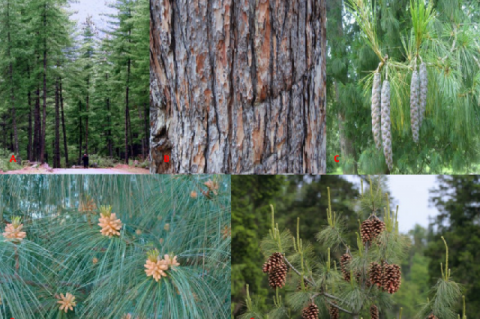 Pinus wallichiana A.B. Jacks: (A) Full grown trees in natural habitat