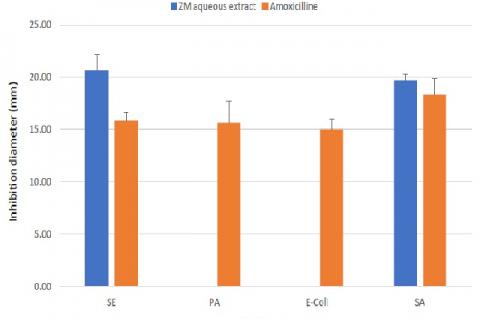 Inhibition diameters of ZM aqueous extract