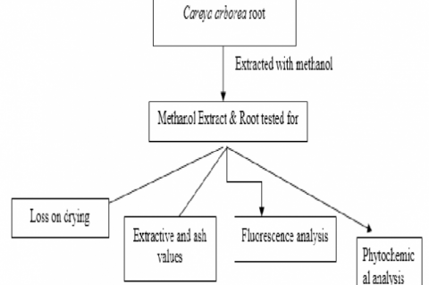 Graphical Abstract