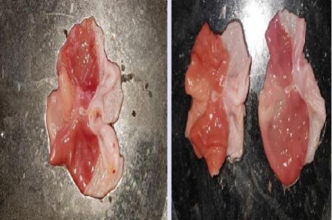 Control Group: Severe inflammatory changes in the mucosa of stomach was found among the rats exposed to immobilization stress. The mucosa was reddish, but the Ulceration was found only in patches