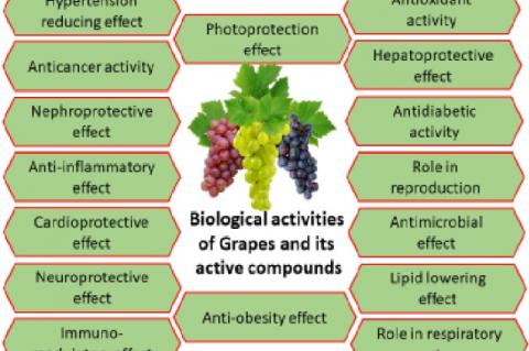 Graphical Abstract