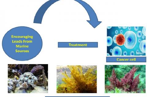 Graphical Abstract