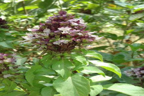 Ocimum basilicum (Iraqi growing).