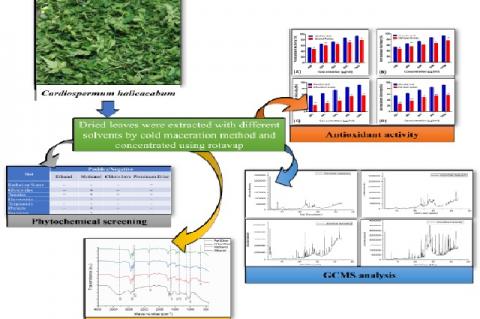 Graphical Abstract