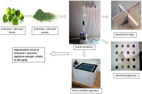 Study on Pharmacognosy Curricula in UAE B. Pharm Programmes and Possible Implications