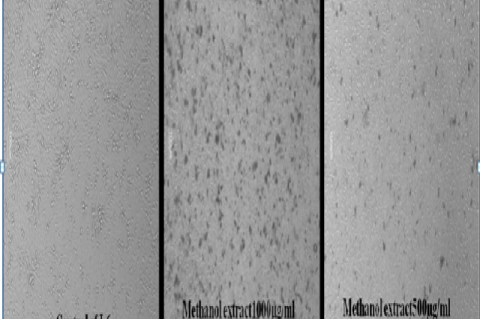 Cytotoxicity of test substance on L-6 cell line