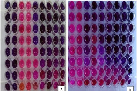 Broth Microdilution Assay method for Gram Positive Staphylococcus aureus, Bacillus cereus