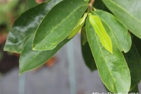 Morphology of Annona muricata
