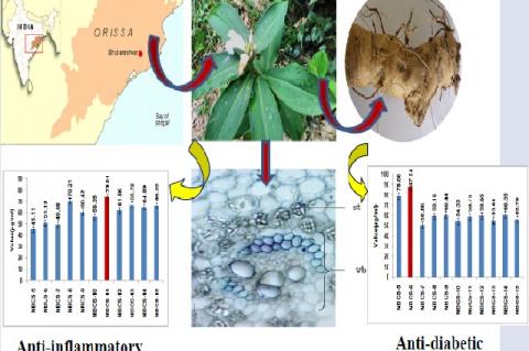 Graphical Abstract