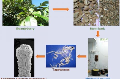 Graphical Abstract