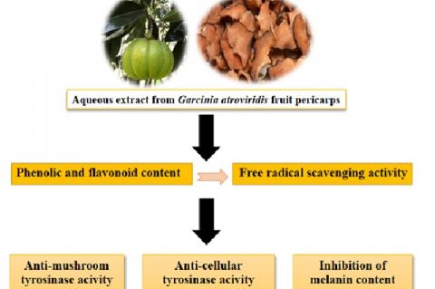 Graphical Abstract