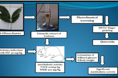 GRAPHICAL ABSTRACT