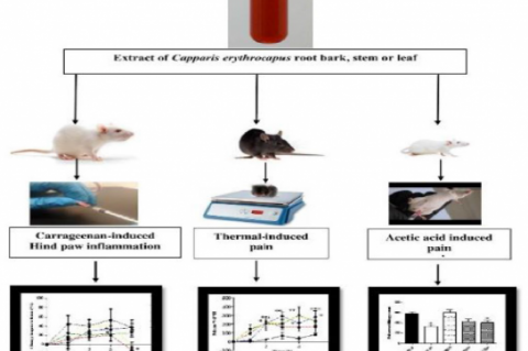 GRAPHICAL ABSTRACT