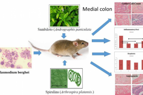 GRAPHICAL ABSTRACT