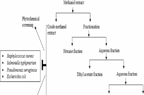 GRAPHICAL ABSTRACT