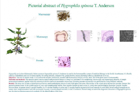 GRAPHICAL ABSTRACT