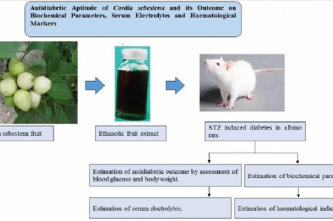 GRAPHICAL ABSTRACT