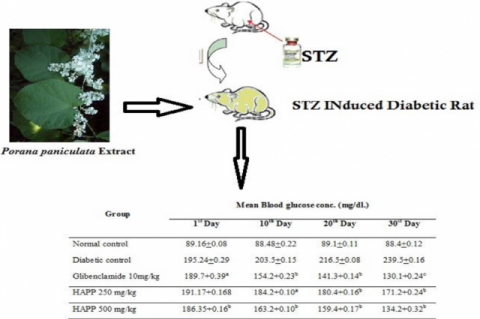 GRAPHICAL ABSTRACT