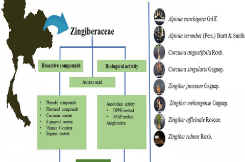 GRAPHICAL ABSTRACT