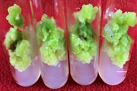 In vitro callus culture establishment from leaf of Dipterygium glaucum on MS medium augmented with 0.5 mg l-1 each of BA and 2,4- D. BA: 6-Benzyladenine and 2,4-D: 2,4-dichlorophenoxyacetic acid. (Scale bar = 10 mm)