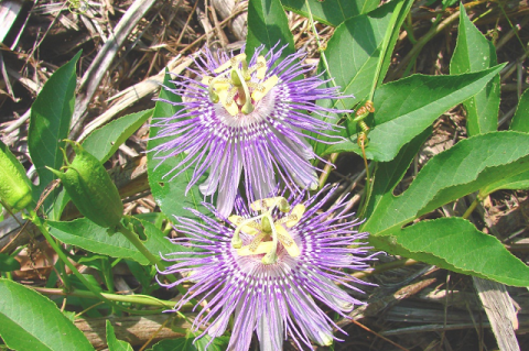 Purple passionflower (Passiflora incarnata L.).