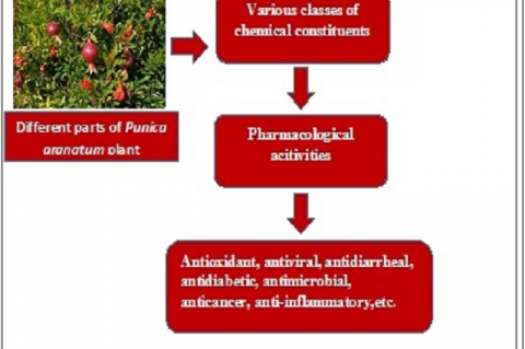 GRAPHICAL ABSTRACT