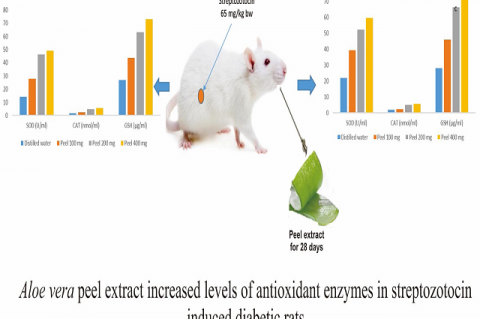 Aloe Vera Peel Extract Administration Increased Antioxidant Enzyme Levels of Serum and Seminal Plasma in Type 2 Diabetic Rats