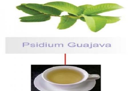 Psidium Guajava