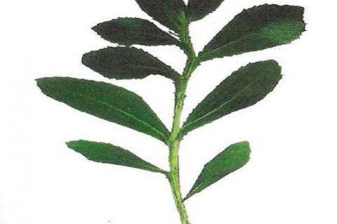 Sphaeranthus indicus Linn