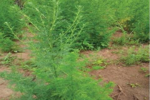 Artemisia annua L. whole plant