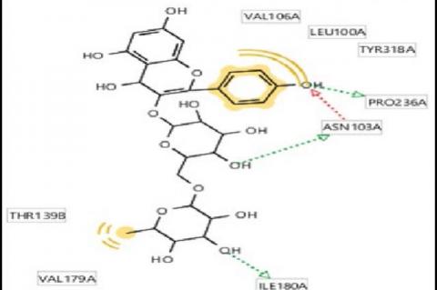 Kaempferol-3-O-Rutinoside