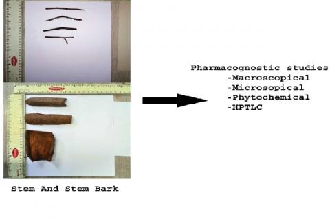 Graphical Abstract