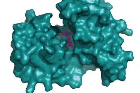 Sanggenol O with macromolecule 3UA8